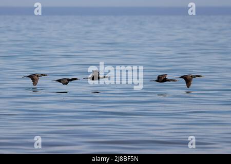 Flock of Double crested cormorants ( Phalacrocorax auritus ) in flight Stock Photo