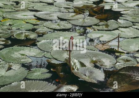 Lotus Bud on Green Leaf Isolated. Pink lotus bud in green lotus leave on pond water background. Stock Photo