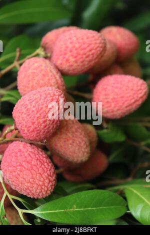 tasty and healthy litchi bunch in farm for harvest and sell Stock Photo