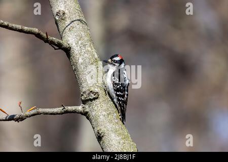 The downy woodpecker (Dryobates pubescens) on the park in Wisconsin Stock Photo