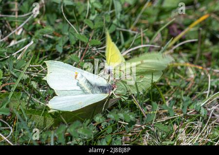 Brimstone butterfly Gonepteryx rhamni courtship behaviour. Female butterfly rejecting male butterfly, England, UK Stock Photo