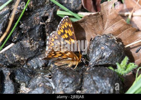 Duke of Burgundy butterfly Hamearis lucina, a male butterfly collecting salts, minerals, nutrients from sheep droppings, England, UK, during May Stock Photo