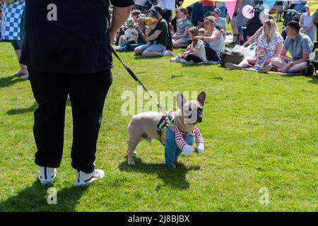 Fancy Dress Dog Event in the arena at the Surrey Heath Show, Frimley Lodge Park, Surrey, England, UK, May 2022 Stock Photo