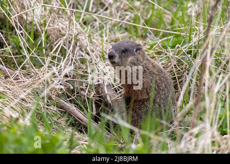 The groundhog (Marmota monax), also known as a woodchuck on a meadow standing by the burrow Stock Photo
