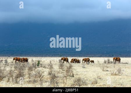 Tsavo Red Elephant Herd on the Savannah. Tsavo East, Kenya Stock Photo