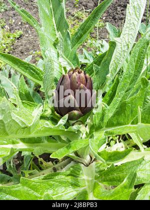 Tuscan variety of artichoke 'Cynara scolymus' aka 'Tuscan Violet Artichoke' in a vegetable garden in Val di Cornia, province of Livorno, Tuscany Italy Stock Photo