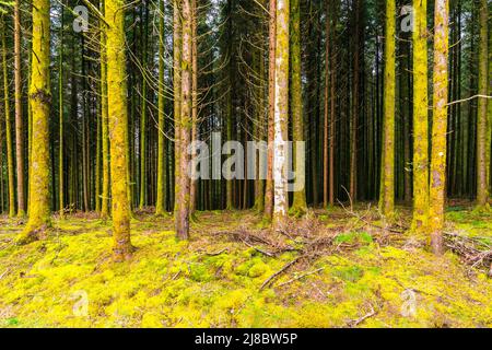 Germany, Green moss covered tree trunks in mystical black forest nature landscape, a beautiful hiking scenery Stock Photo