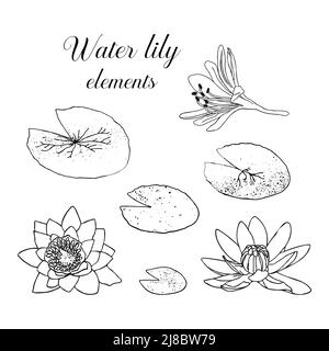 Hand drawn water lily with leaves. Botanical vector illustration of water lily in doodle style. Black outline on a white background. Stock Vector