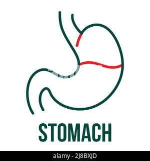 Stomach icon. Gastroenterology clinic. Medical and health icon on white background. Editable vector stroke. Stock Vector