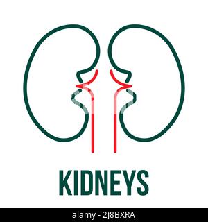 Kidneys human organ. Human Kidneys Renal, Urinary System. Medical and health icon on white background. Editable vector stroke. Stock Vector