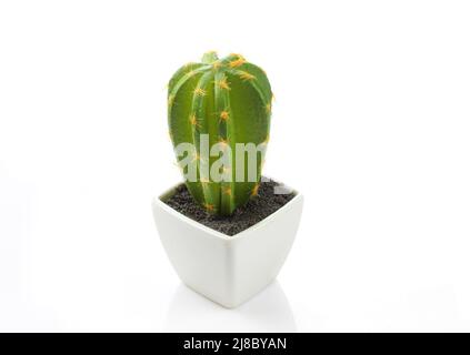 Fake plastic cactus plant isolated on white background. Indoor decor Stock Photo