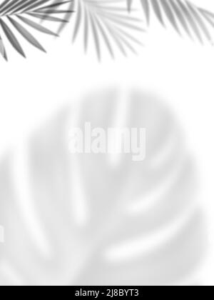 Abstract ultimate gray shadows from tropical plant and palm on white background - Stock Photo Stock Photo