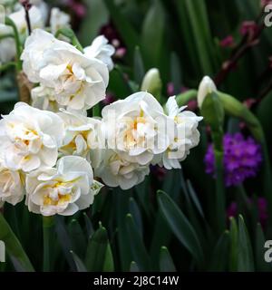 White narcissus flowers on a dark background. An unusual variety of daffodil with miniature double flowers. Spring flowering bulb plants in spring . S Stock Photo
