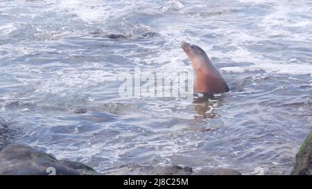 Wild seal swimming in water, sea lion by rocky ocean beach, La Jolla wildlife, San Diego, California coast, USA. Young marine animal in freedom or natural habitat, big water waves crashing by cliffs. Stock Photo