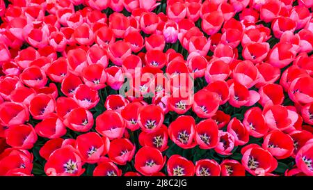 Tulips in Gulhane Park in Sultanahmet area. Istanbul. Stock Photo