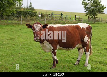 Moiled cattle at Lough Bishop Farm, one of the world's rarest breeds originating in Ireland, Derrynagarra, Collinstown, County Westmeath, Ireland Stock Photo