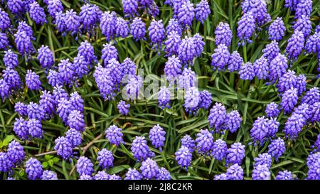 Tulips in Gulhane Park in Sultanahmet area. Istanbul. Stock Photo