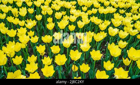 Tulips in Gulhane Park in Sultanahmet area. Istanbul. Stock Photo