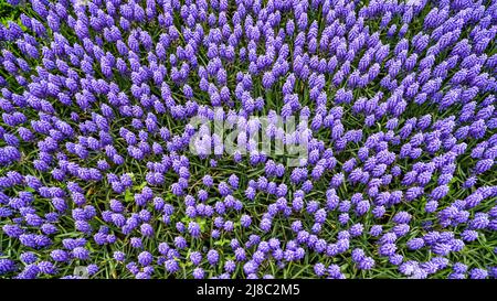 Tulips in Gulhane Park in Sultanahmet area. Istanbul. Stock Photo