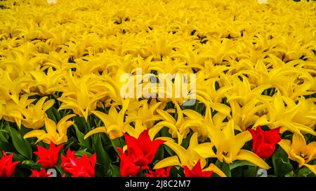 Tulips in Gulhane Park in Sultanahmet area. Istanbul. Stock Photo