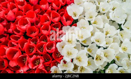 Tulips in Gulhane Park in Sultanahmet area. Istanbul. Stock Photo