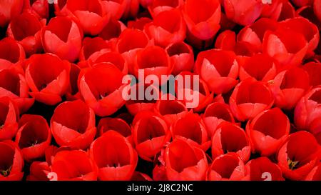 Tulips in Gulhane Park in Sultanahmet area. Istanbul. Stock Photo