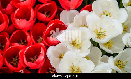 Tulips in Gulhane Park in Sultanahmet area. Istanbul. Stock Photo