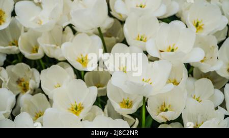 Tulips in Gulhane Park in Sultanahmet area. Istanbul. Stock Photo