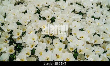 Tulips in Gulhane Park in Sultanahmet area. Istanbul. Stock Photo