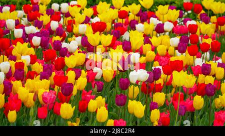 Tulips in Gulhane Park in Sultanahmet area. Istanbul. Stock Photo