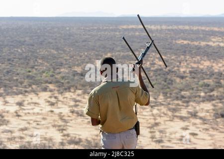 A park ranger with a radio antenna searches for leopards fitted with radio transmitter collars, Okonjima Nature Reserve (AfriCat Foundation), Namibia Stock Photo