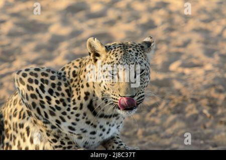 A leopard (Panthera pardus) licking its lips, Okonjima Nature Reserve (AfriCat Foundation), Otjozondjupa, Namibia, Southwest Africa Stock Photo