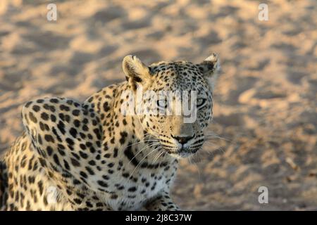 Close up detail of a leopard (Panthera pardus) at Okonjima Nature Reserve (AfriCat Foundation), Otjozondjupa, Namibia, Southwest Africa Stock Photo