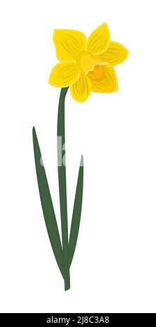 Bright single yellow daffodil, bud with stem and leaves Stock Vector