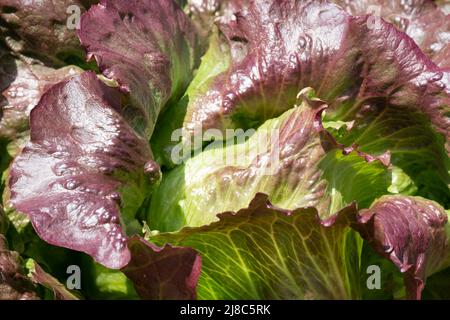 Red iceberg salad lettuce growing in a raised bed at the RHS Wisley garden, Surrey UK. Stock Photo