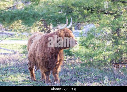Scottish Highland bull standing in a green pasture in spring in Canada Stock Photo