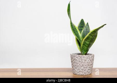 sansevieria home plant in gay pot home interior flower copy space Stock Photo