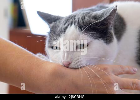 aggressive grey white cat attacking biting human hand playing with pet Stock Photo