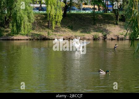 Swans and ducks flap their wings on the lake. A group of white swans swims near the shore of the lake. european birds Stock Photo