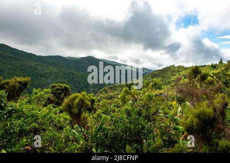 View over the landscape with the typical flora vegetation in Lombadas Springs in the Island of São Miguel in the Azores, Portugal. Stock Photo
