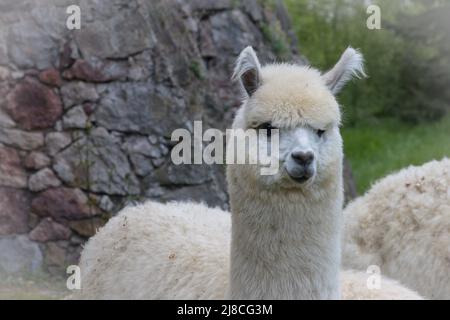 Alpaca in a animal farm Stock Photo