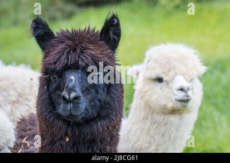 Alpaca in a animal farm Stock Photo