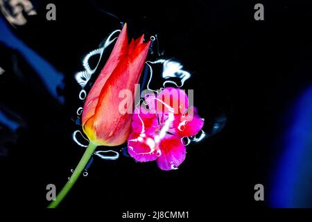 red tulips in a water with reflection of flash, dark background. Spring tulip flowers. Easter or Valentine's day greeting card Stock Photo