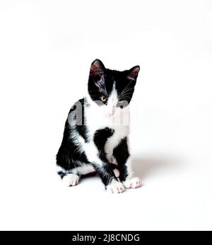 The kitten looks down attentively, with a reproachful look. White background Stock Photo