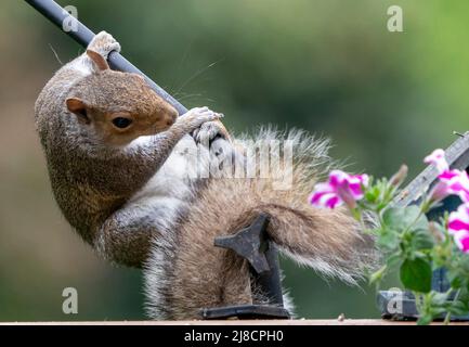 A Squirrel hanging down from the bird feeder Stock Photo