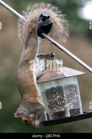 A Squirrel hanging down from the bird feeder Stock Photo