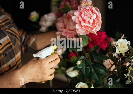 Hands of woman spraying green leaves of fresh blooming pink and white garden roses with water in room closeup. Housewife take care of garden flowers Stock Photo