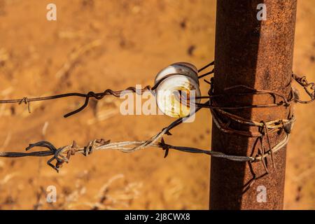 Porcelain Donut Insulator for electric fence wired onto a rusty metal post with an electric wire wrapped around it above barbed wire strand with dusty Stock Photo