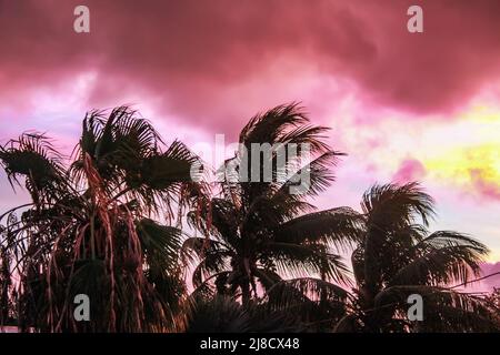 The edge of the storm - Palm trees silhouetted against a strange pink and turquoise and yellow sky as a tropical storm passes nearby Stock Photo