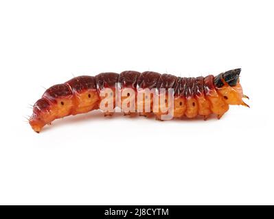 side view of a goat moth caterpillar, Cossus cossus, isolated on white background Stock Photo